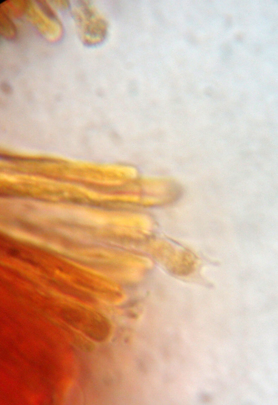 Phlebia sp